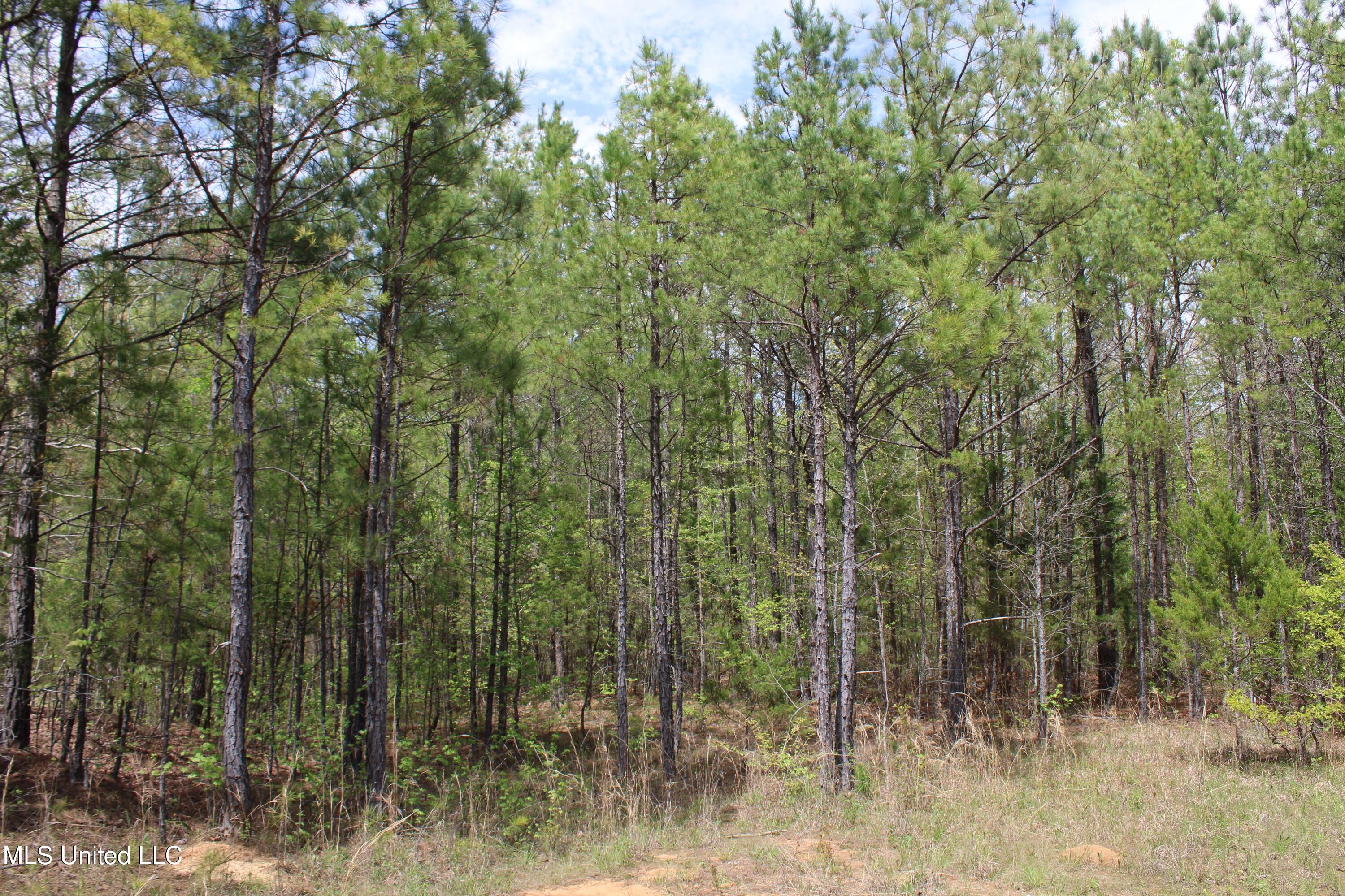5200 Blackjack Road Ashland, MS 38603 - Photo 32 of 49 IMG_3665