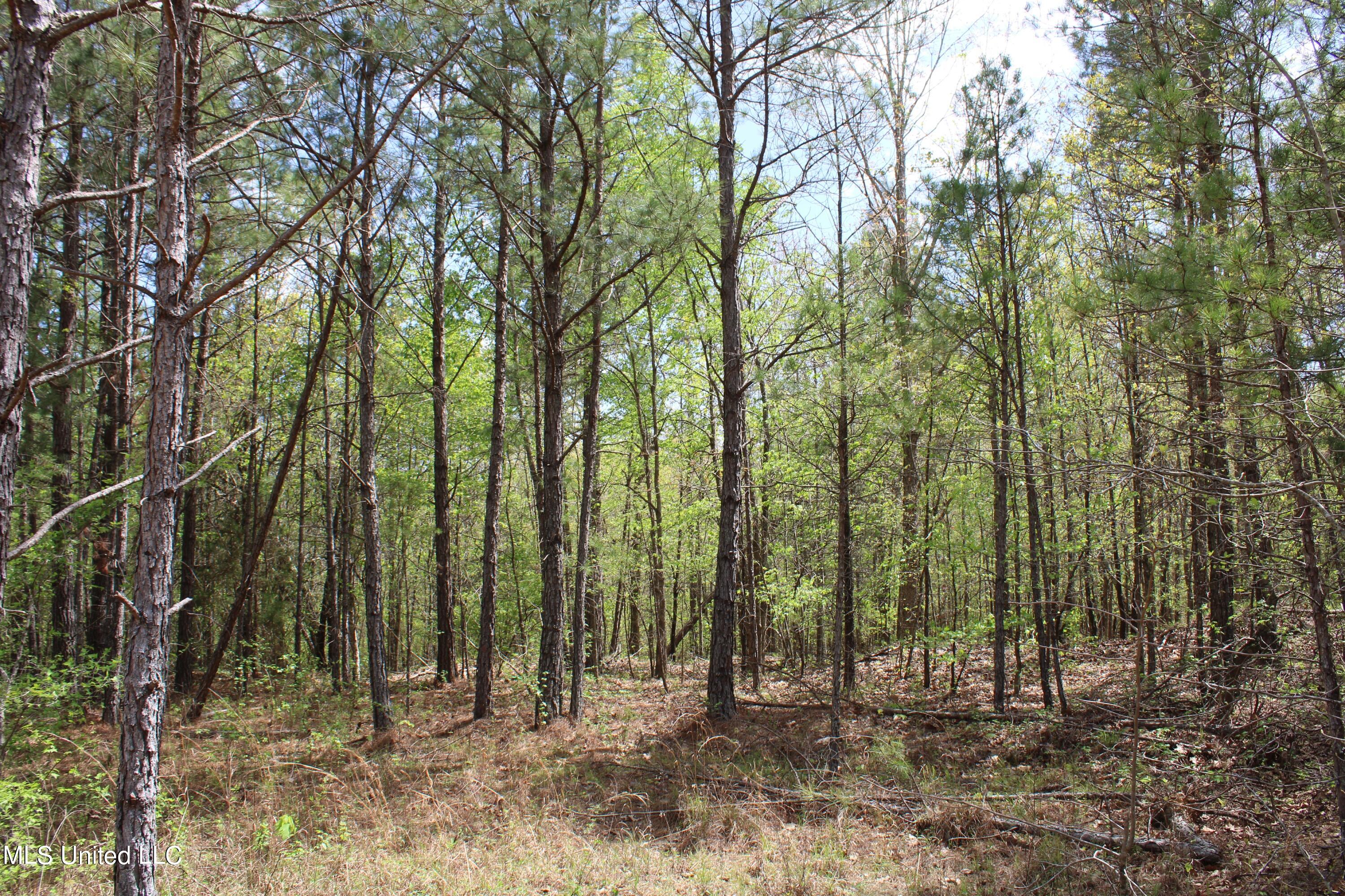 5200 Blackjack Road Ashland, MS 38603 - Photo 33 of 49 IMG_3666