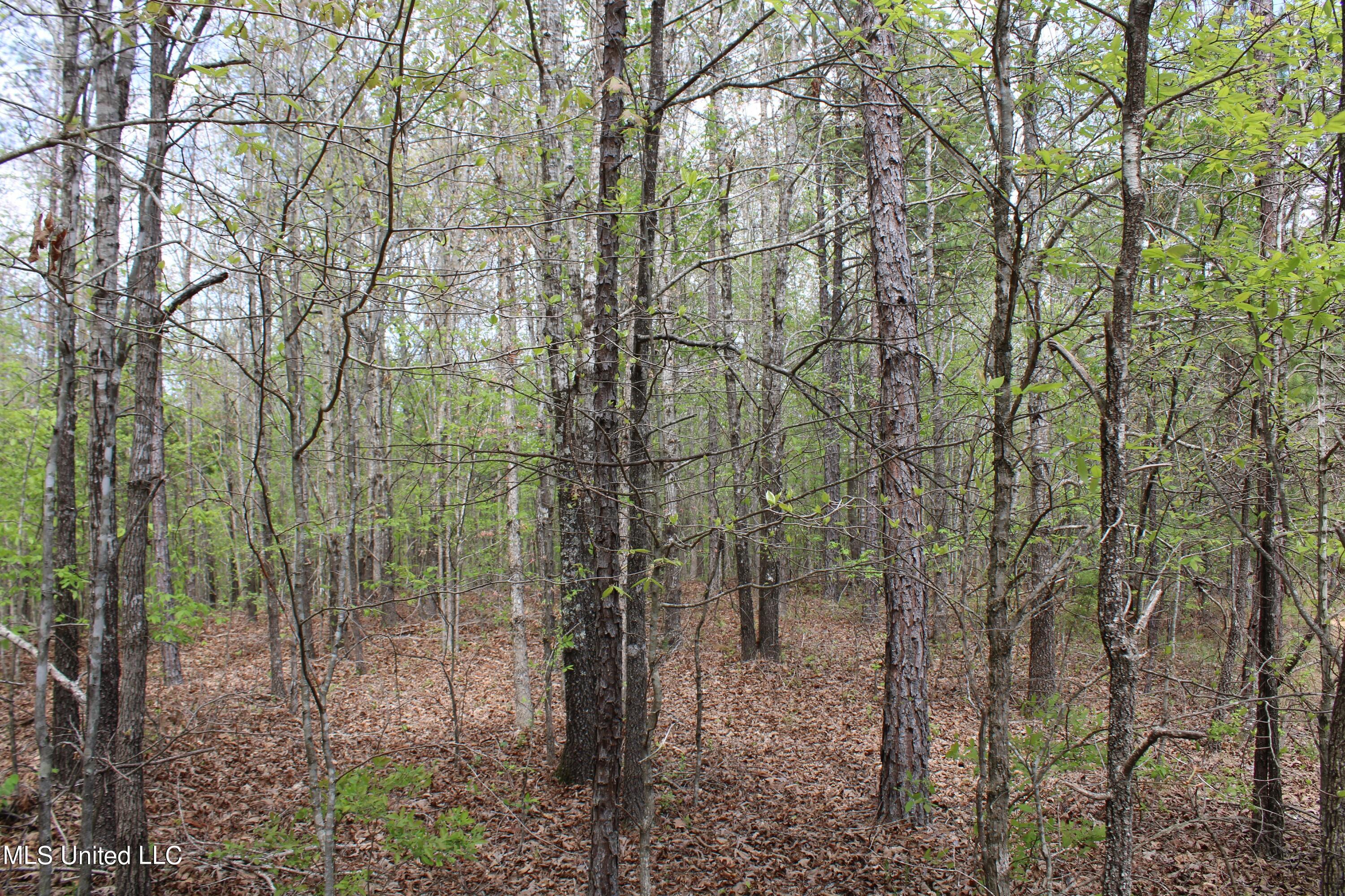 5200 Blackjack Road Ashland, MS 38603 - Photo 35 of 49 IMG_3668