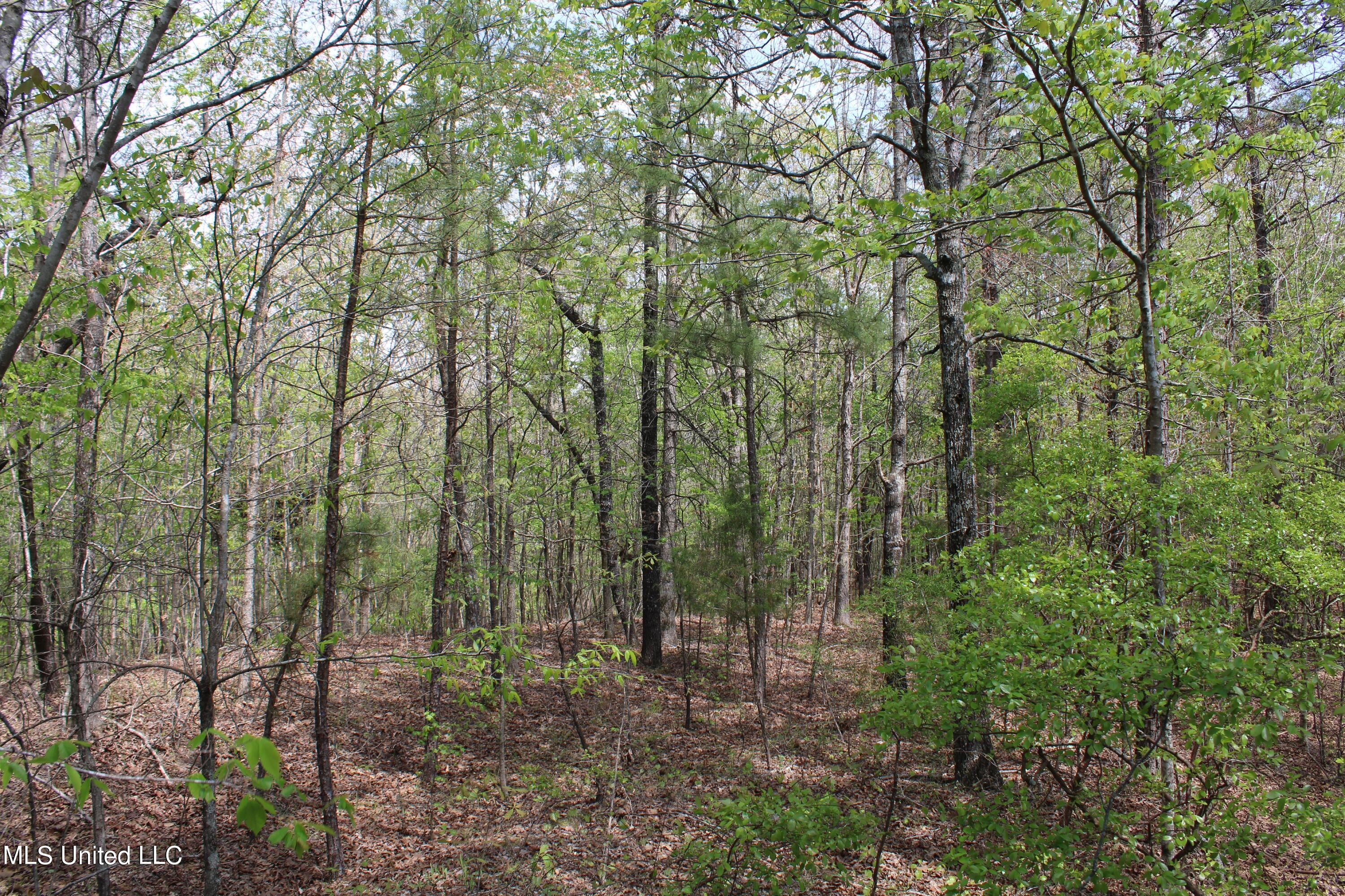 5200 Blackjack Road Ashland, MS 38603 - Photo 8 of 49 IMG_3657