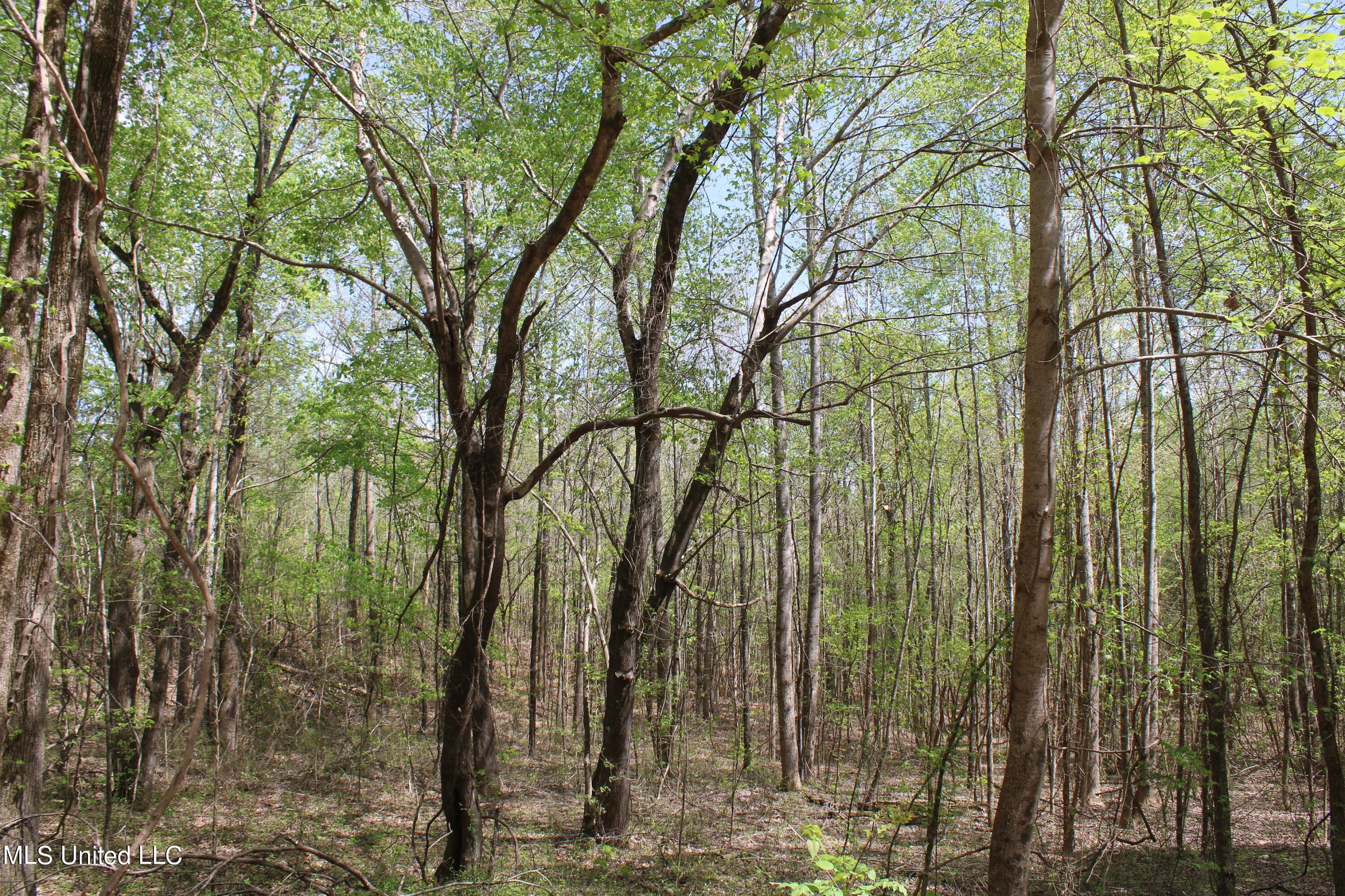 5200 Blackjack Road Ashland, MS 38603 - Photo 10 of 49 IMG_3659