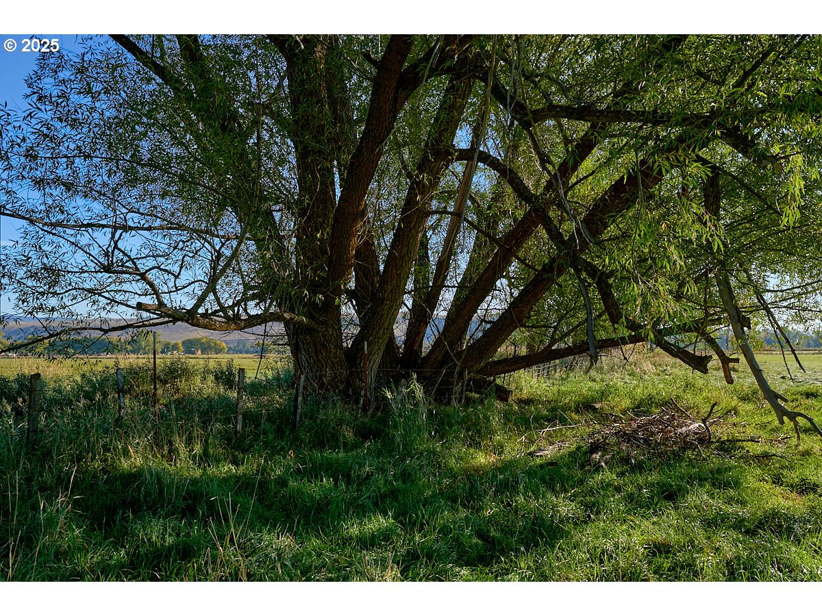 Upper Diamond Lane Wallowa, OR 97885 - Photo 13 of 13 a view of a garden with a tree