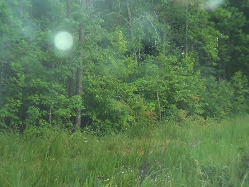 0 Saturn Drive Ridgeway, VA 24148 - Photo 3 of 4 Wooded & Level Land