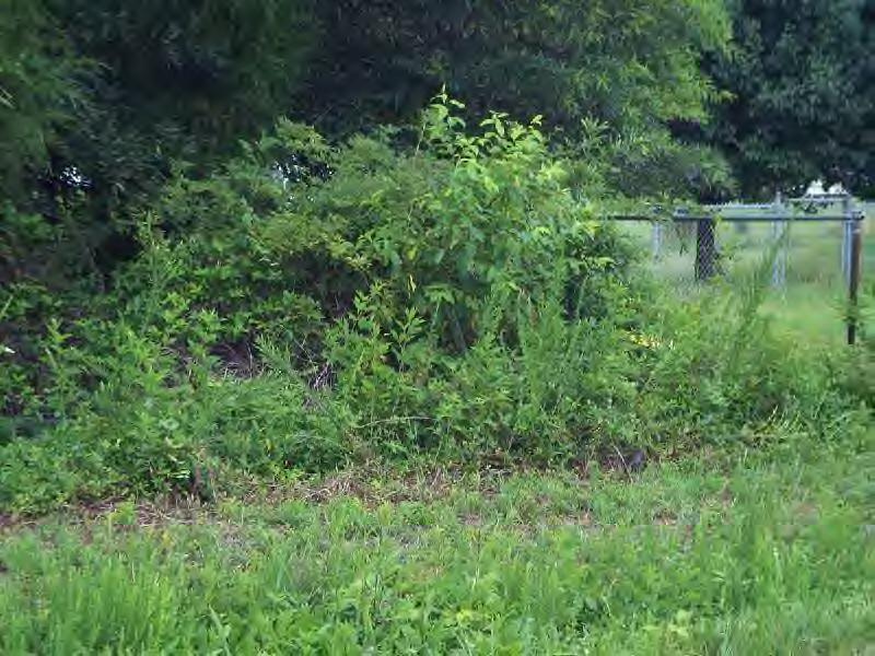 0 Saturn Drive Ridgeway, VA 24148 - Photo 4 of 4 Wooded & Level Land