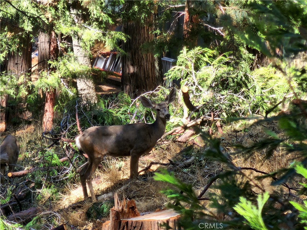 0 North Road Twin Peaks, CA 92391 - Photo 11 of 13