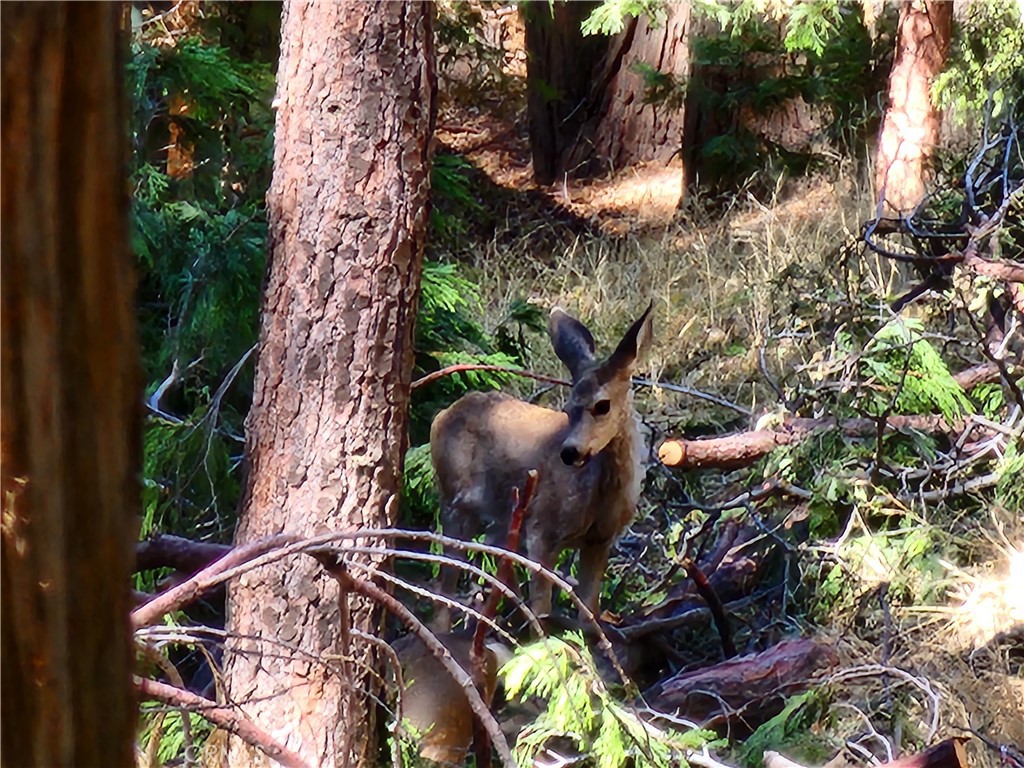 0 North Road Twin Peaks, CA 92391 - Photo 12 of 13