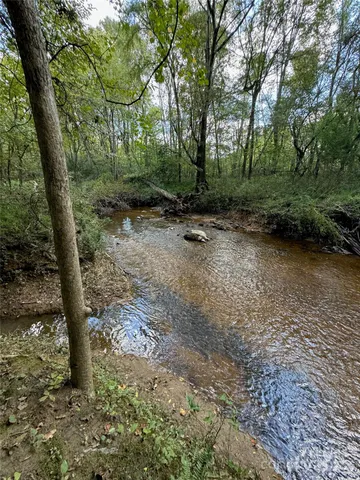 a view of a forest with trees
