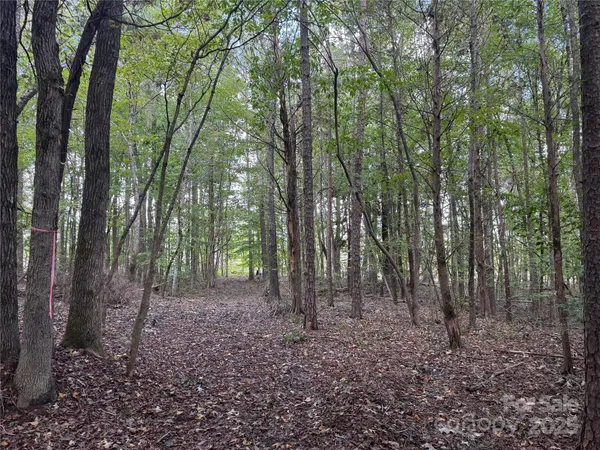 a view of a forest filled with trees