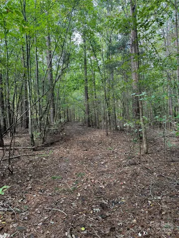 a view of a forest with trees in the background
