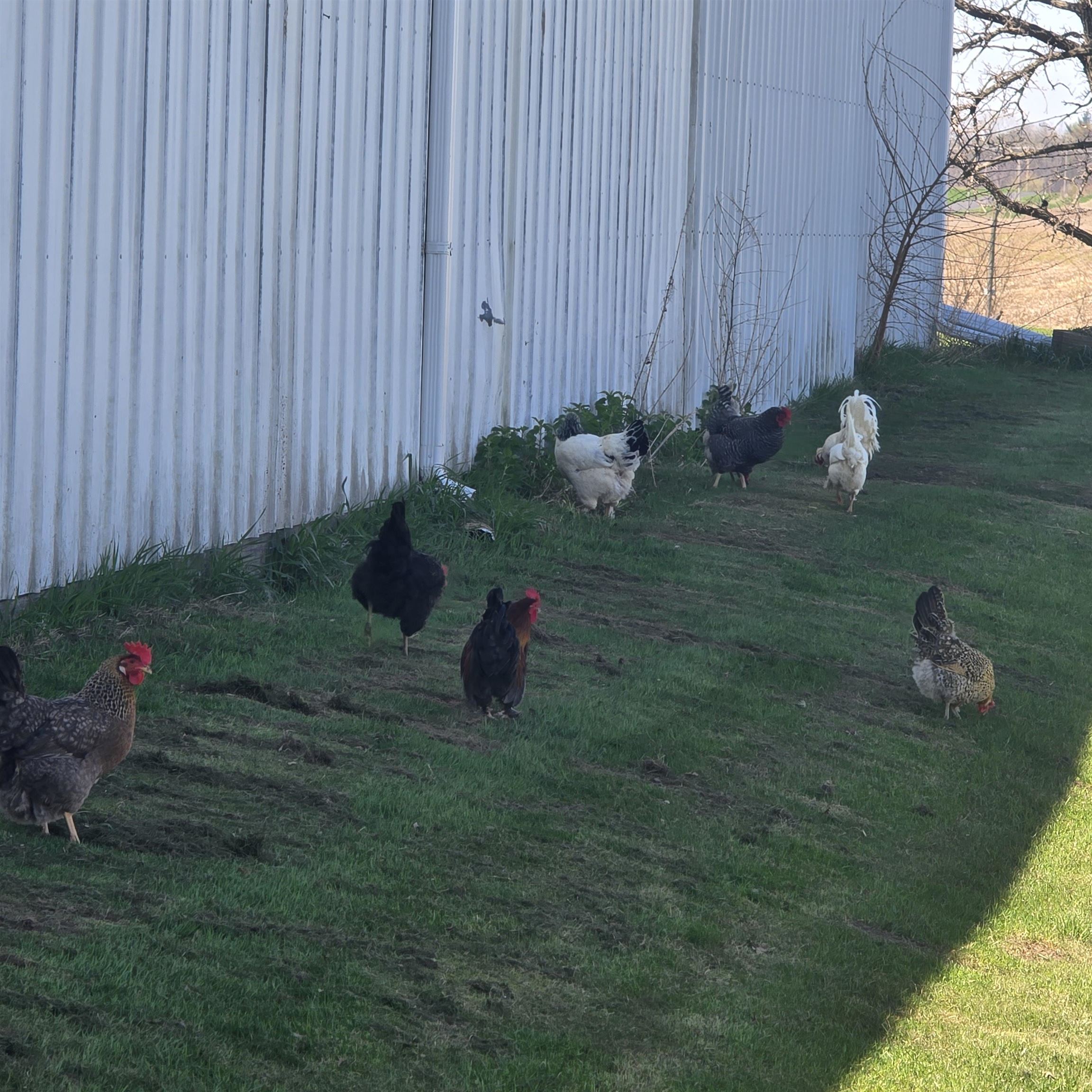 17870 Clover Road Morrison, IL 61270 - Photo 26 of 37