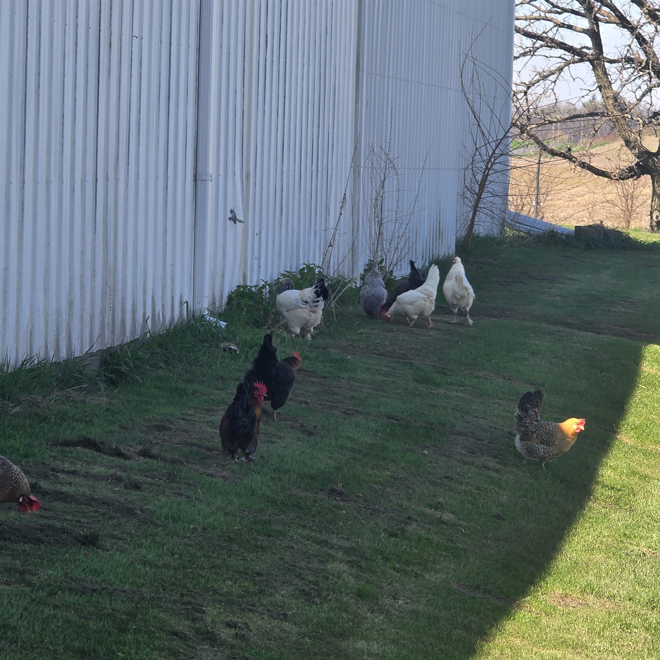 17870 Clover Road Morrison, IL 61270 - Photo 36 of 37