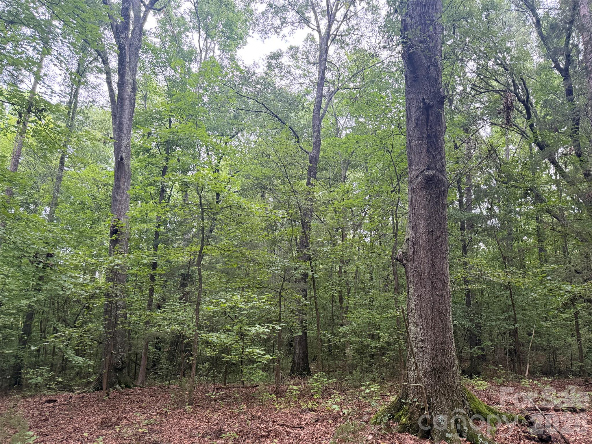 0 West Chappell Road McConnells, SC 29726 - Photo 25 of 35 Gallery Image 25