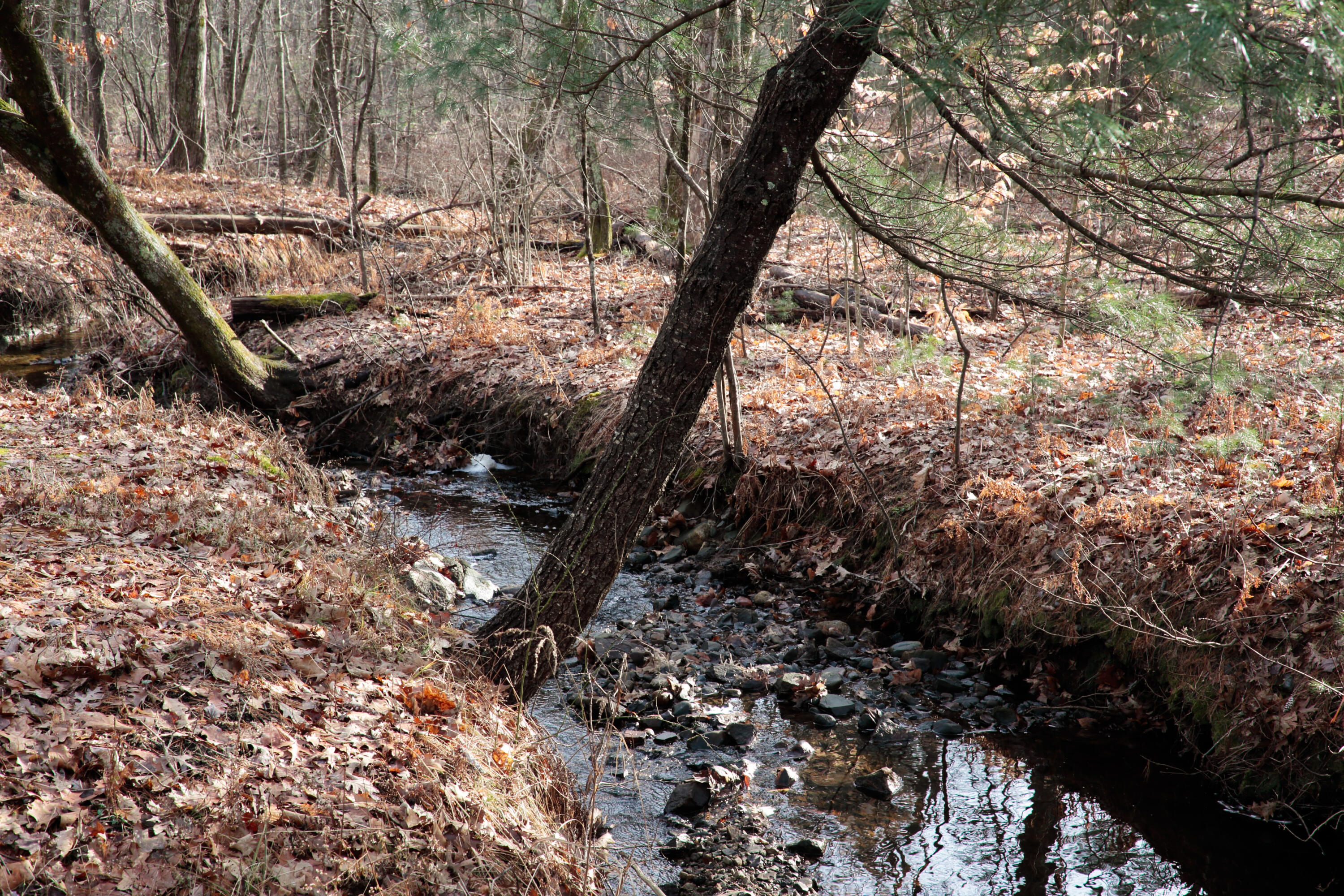 147 Governor Hill Road Eliot, ME 03903 - Photo 23 of 40 brook on edge of property