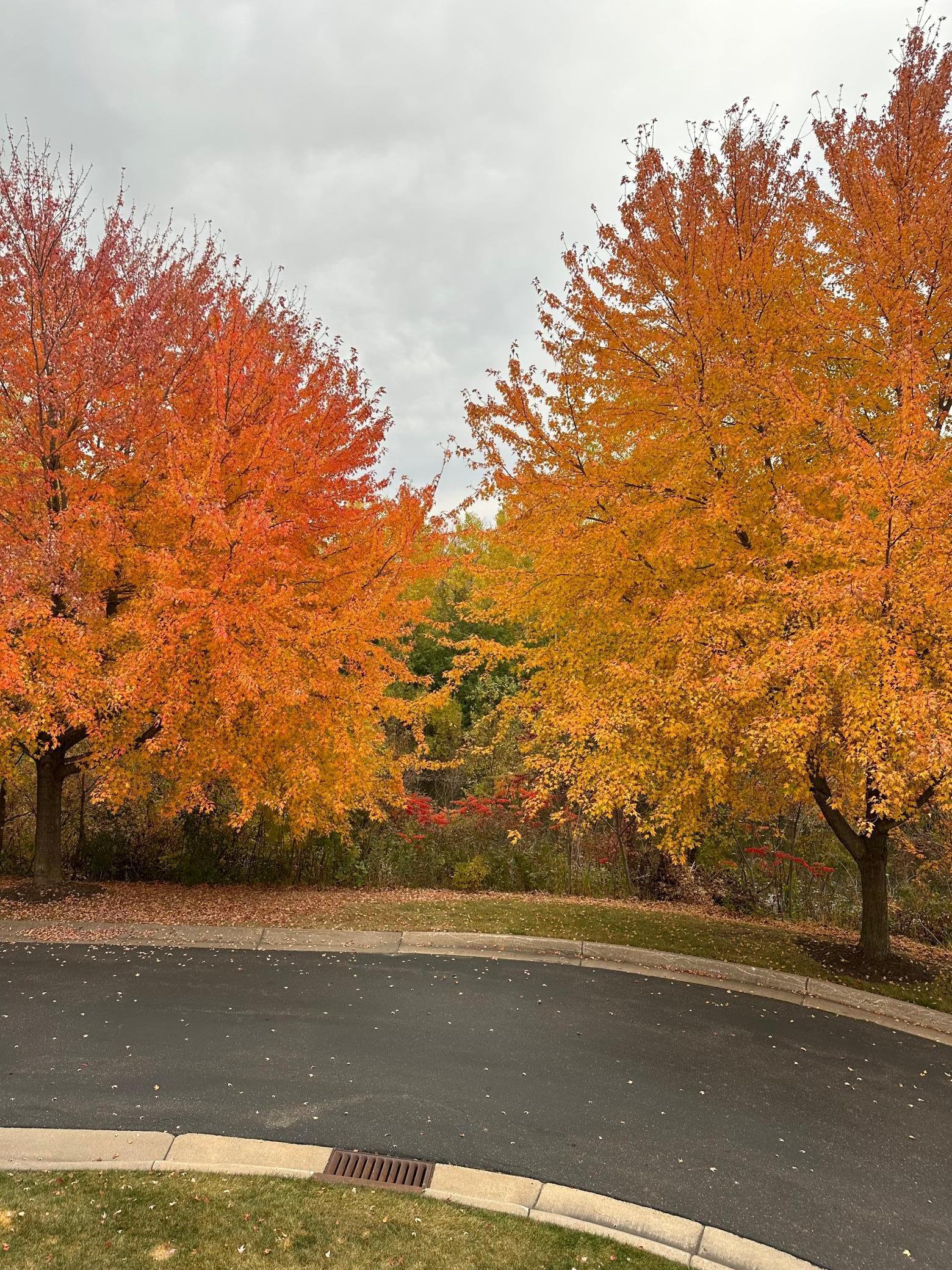 4605 Victor Path, Unit 1 Hugo, MN 55038 - Photo 34 of 39