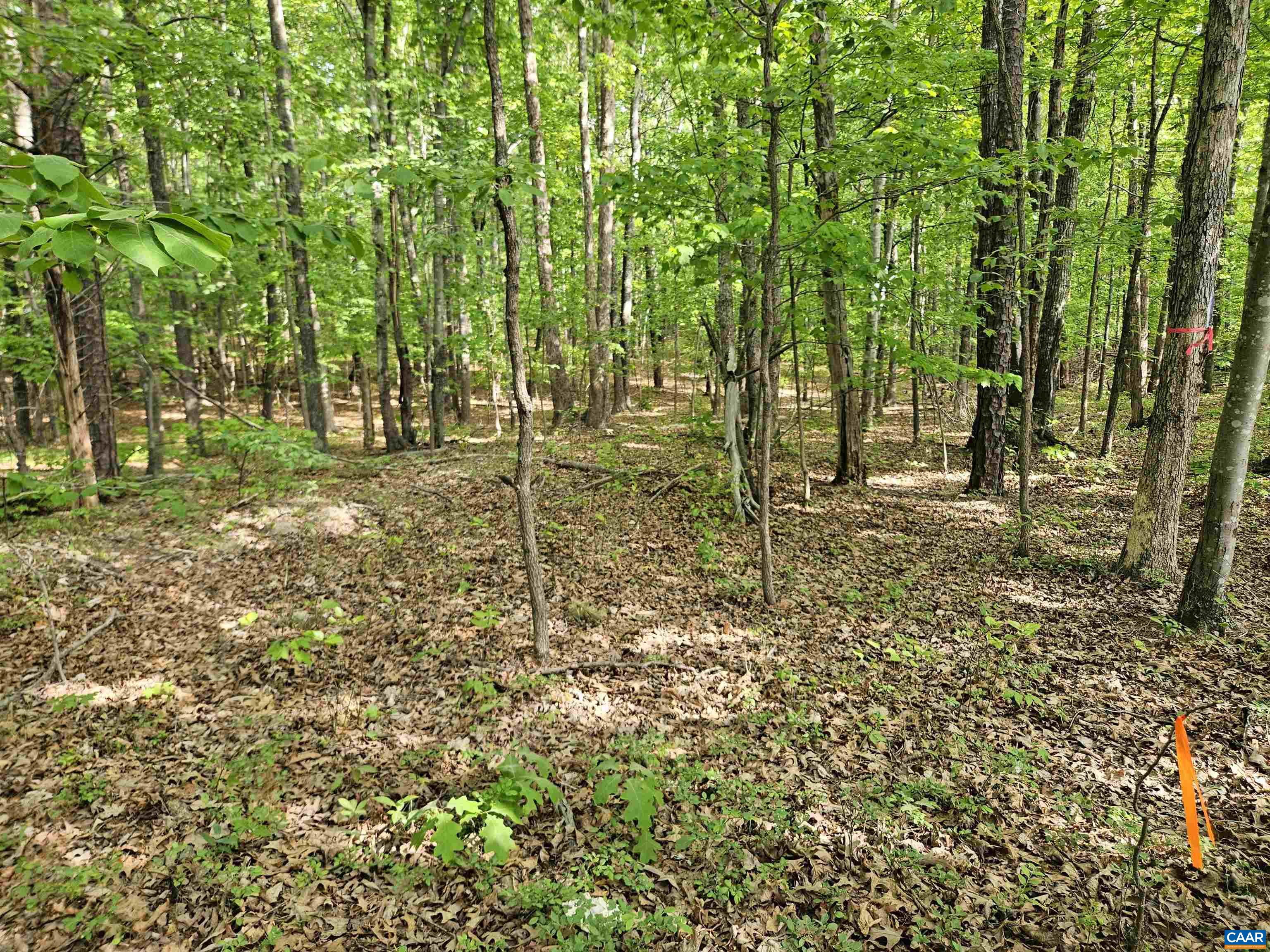 8.65-ac Pond Road Buckingham, VA 23921 - Photo 19 of 23 Gallery Image 19