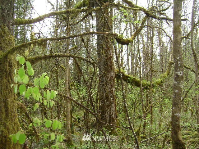 577 Boone Road Ethel, WA 98542 - Photo 4 of 8