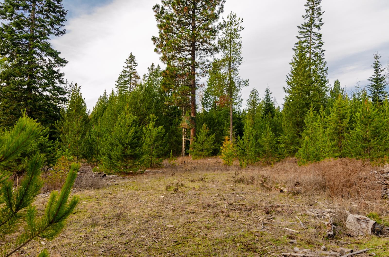 ??? Scotia Road Newport, WA 99156 - Photo 22 of 29