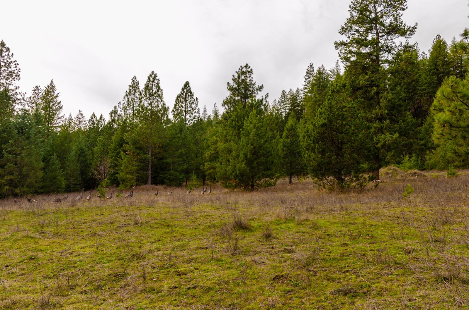 ??? Scotia Road Newport, WA 99156 - Photo 28 of 29