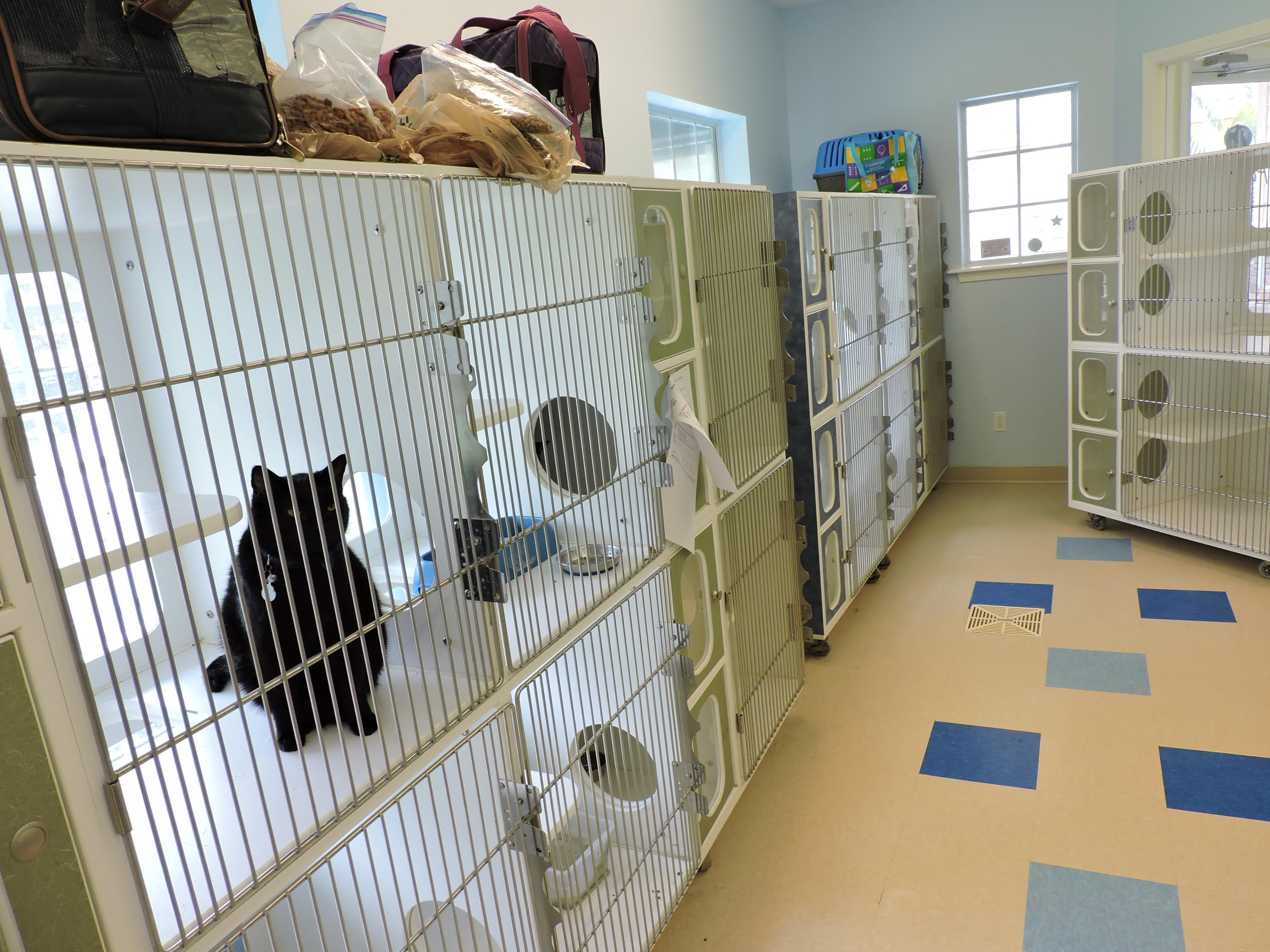 3629 Pacetti Road St. Augustine, FL 32092 - Photo 17 of 70 Cat Boarding