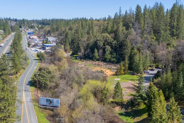 a view of a forest with a tree in the background