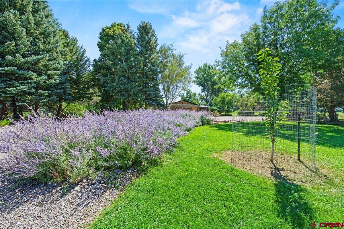 16470 6300th Road Montrose, CO 81403 - Photo 29 of 35 a view of a park with large trees