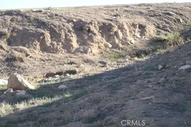a view of a yard with large trees