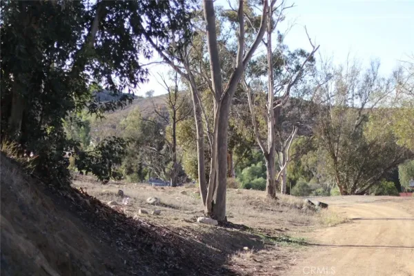 a view of a dry yard with trees
