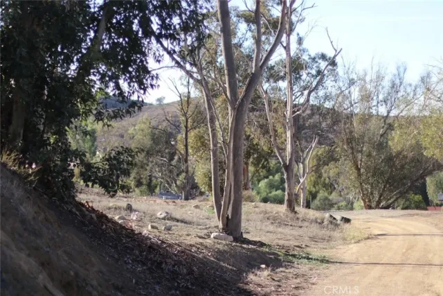 a view of a dry yard with trees