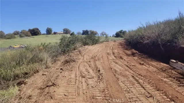 a view of a yard in a forest