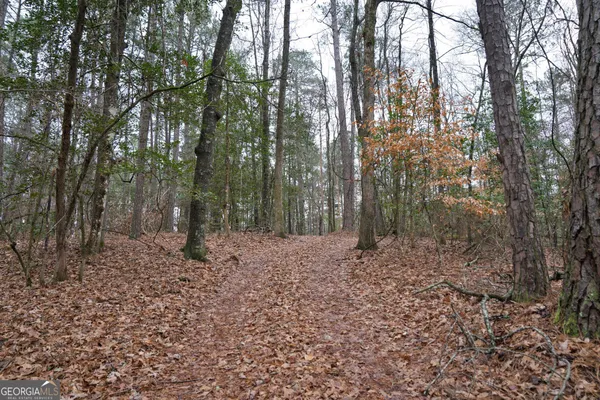 a view of a forest filled with trees