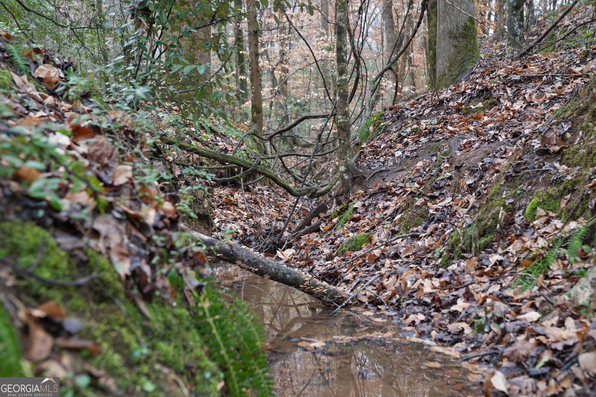 0 South 42nd Highway Forsyth, GA 31029 - Photo 8 of 13 a picture of tree