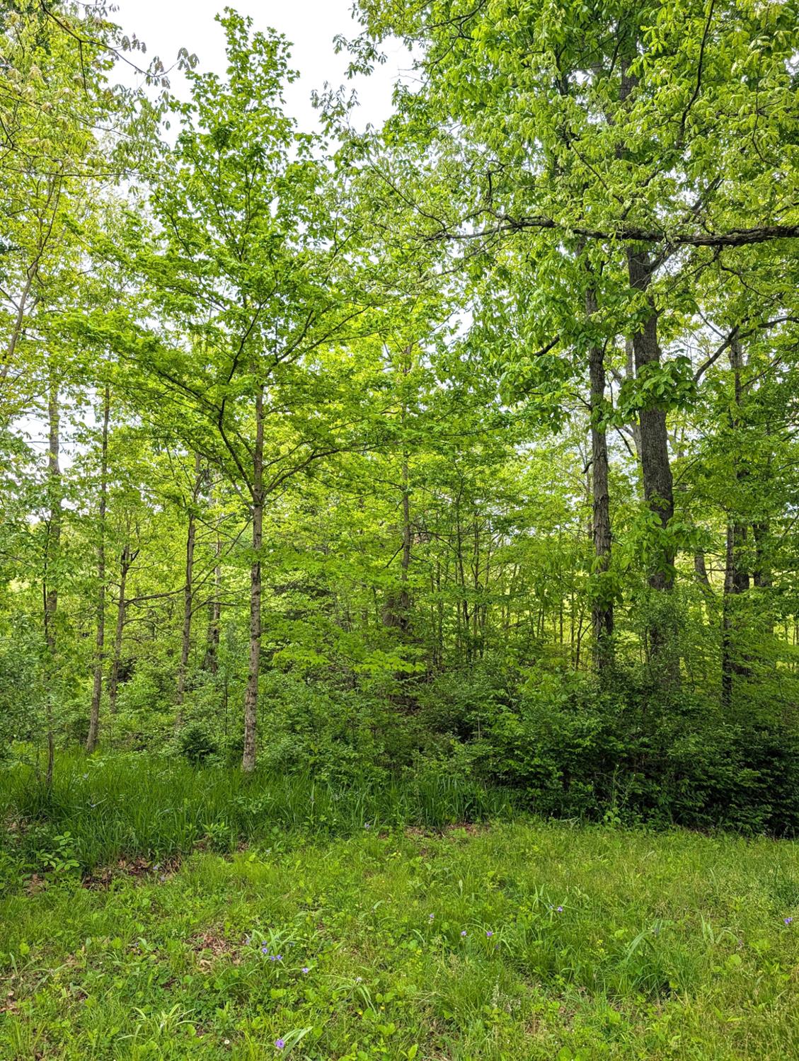 0 Longbranch Road Moores Hill, IN 47032 - Photo 24 of 25
