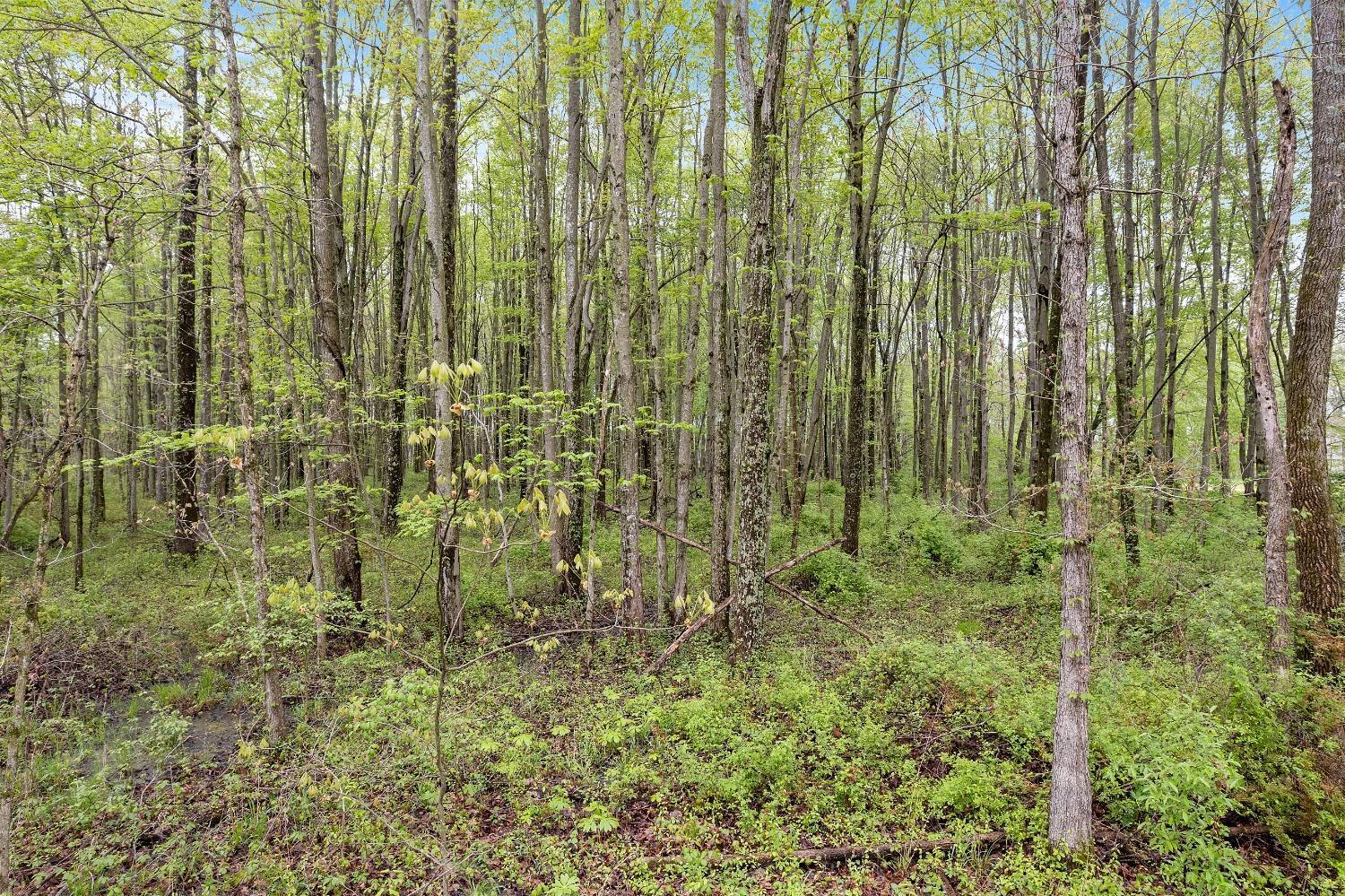 6.43-ac Neal Road Bethel, OH 45106 - Photo 13 of 16 Gallery Image 13