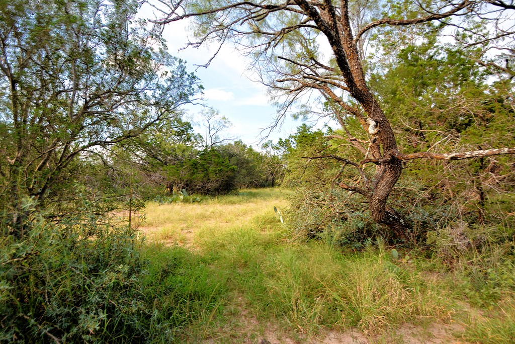22874 Ranch Road 385 Harper, TX 78631 - Photo 15 of 31 a view of yard from window