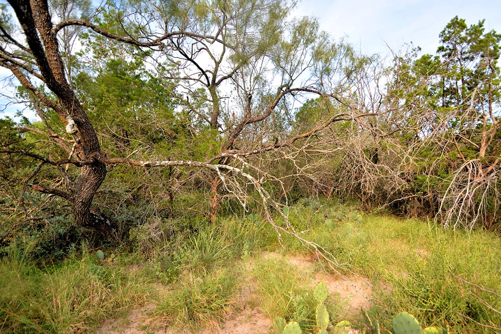 22874 Ranch Road 385 Harper, TX 78631 - Photo 16 of 31 a yard with a tree