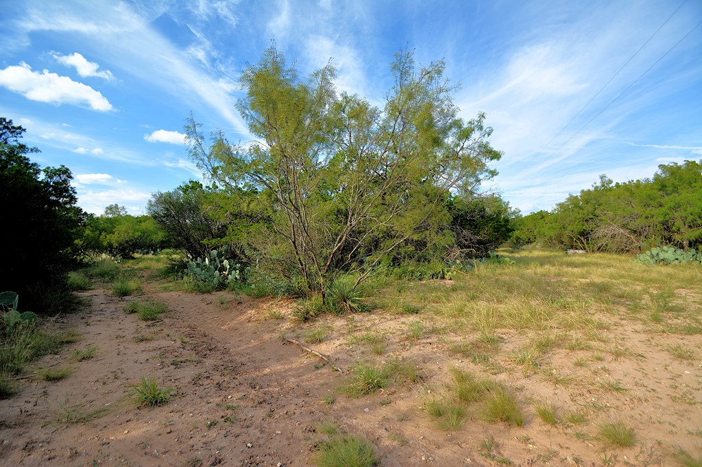 22874 Ranch Road 385 Harper, TX 78631 - Photo 18 of 31 a view of a yard with plants and a tree