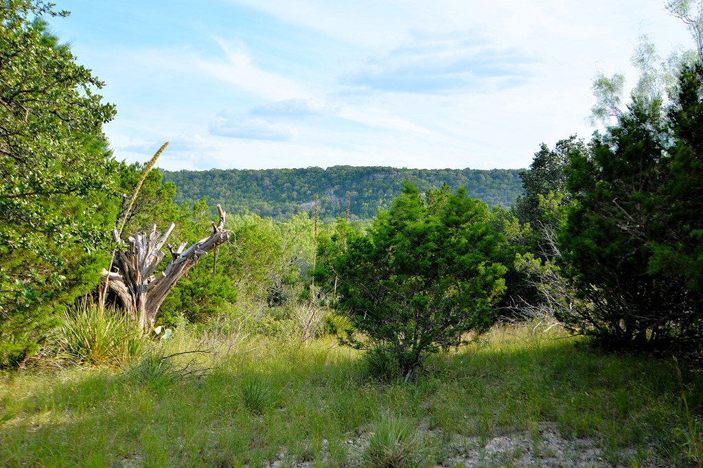 22874 Ranch Road 385 Harper, TX 78631 - Photo 27 of 31 a view of a lush green forest with lots of trees