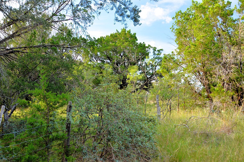 22874 Ranch Road 385 Harper, TX 78631 - Photo 28 of 31 a view of a yard with a tree