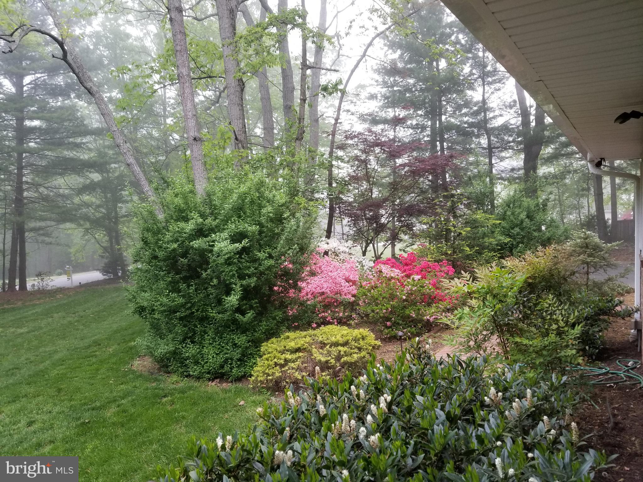 10520 Wickens Road Vienna, VA 22181 - Photo 42 of 44 Beautiful Azaleas
