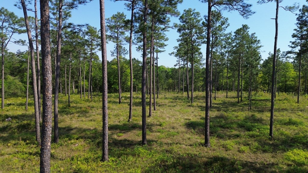 4761 Hadley Ferry Road Cairo, GA 39828 - Photo 18 of 79 Gallery Image 18