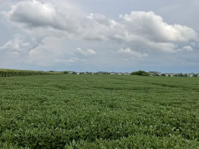 a view of a big yard with lots of green space
