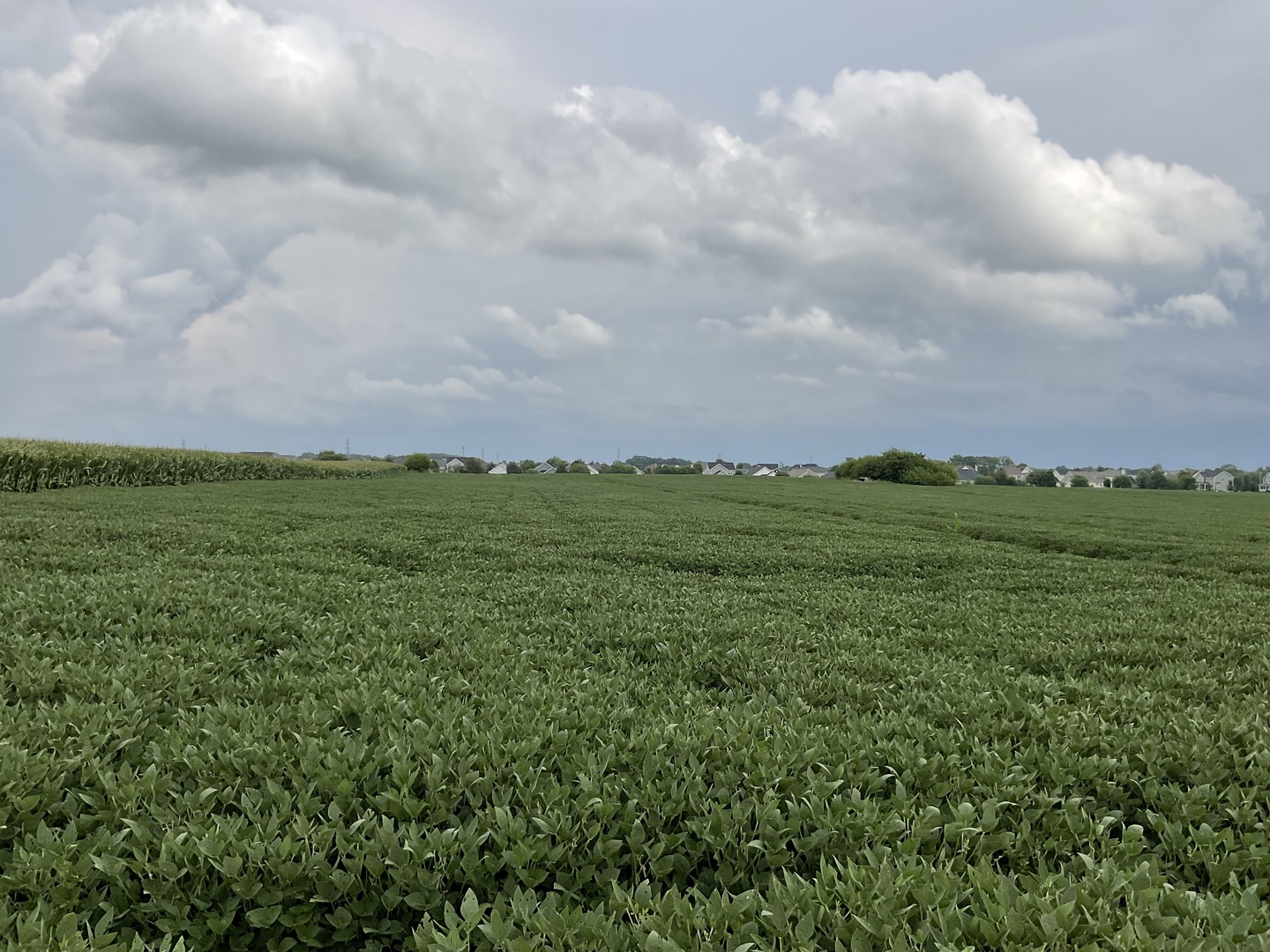 10.38-acres South Heggs Road Plainfield, IL 60585 - Photo 6 of 28 a view of a big yard with lots of green space