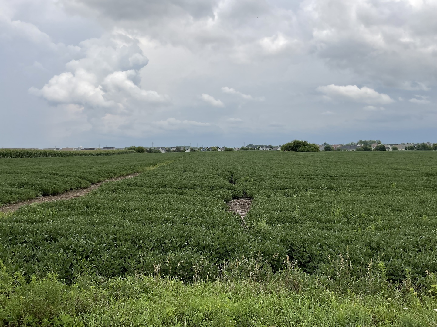 10.38-acres South Heggs Road Plainfield, IL 60585 - Photo 7 of 28 a view of a big yard with lots of green space
