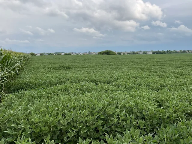 a view of a green field with lots of bushes