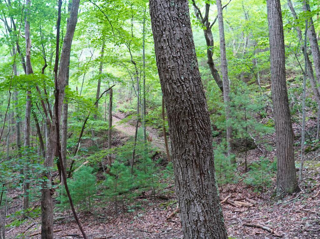 6184 North Ridge Lane Dublin, VA 24084 - Photo 37 of 59 Gallery Image 37