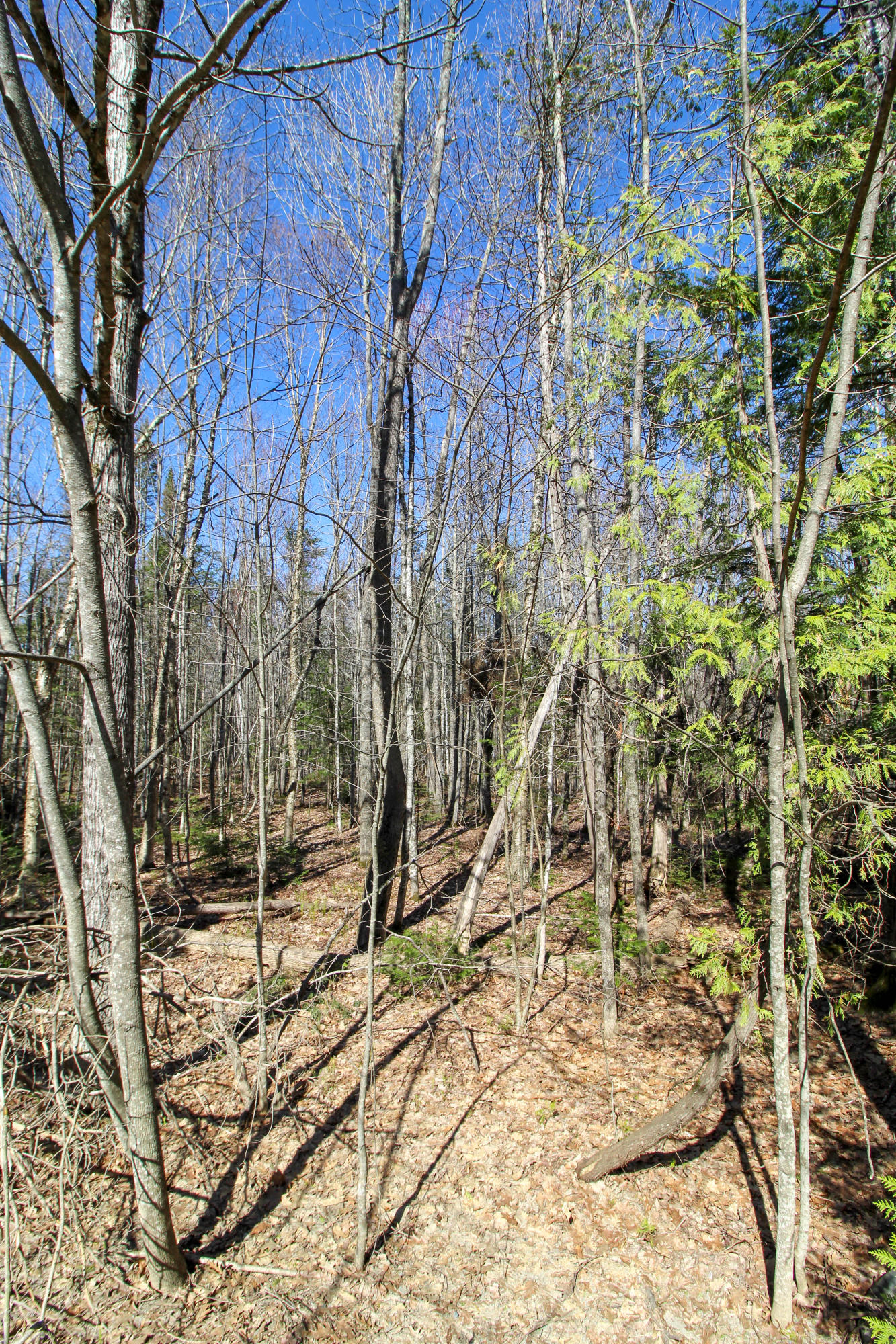 Lot 68 Kennebec Road Hampden, ME 04444 - Photo 24 of 39 Hardwood & Softwood