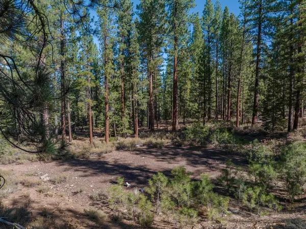 a view of a forest with trees