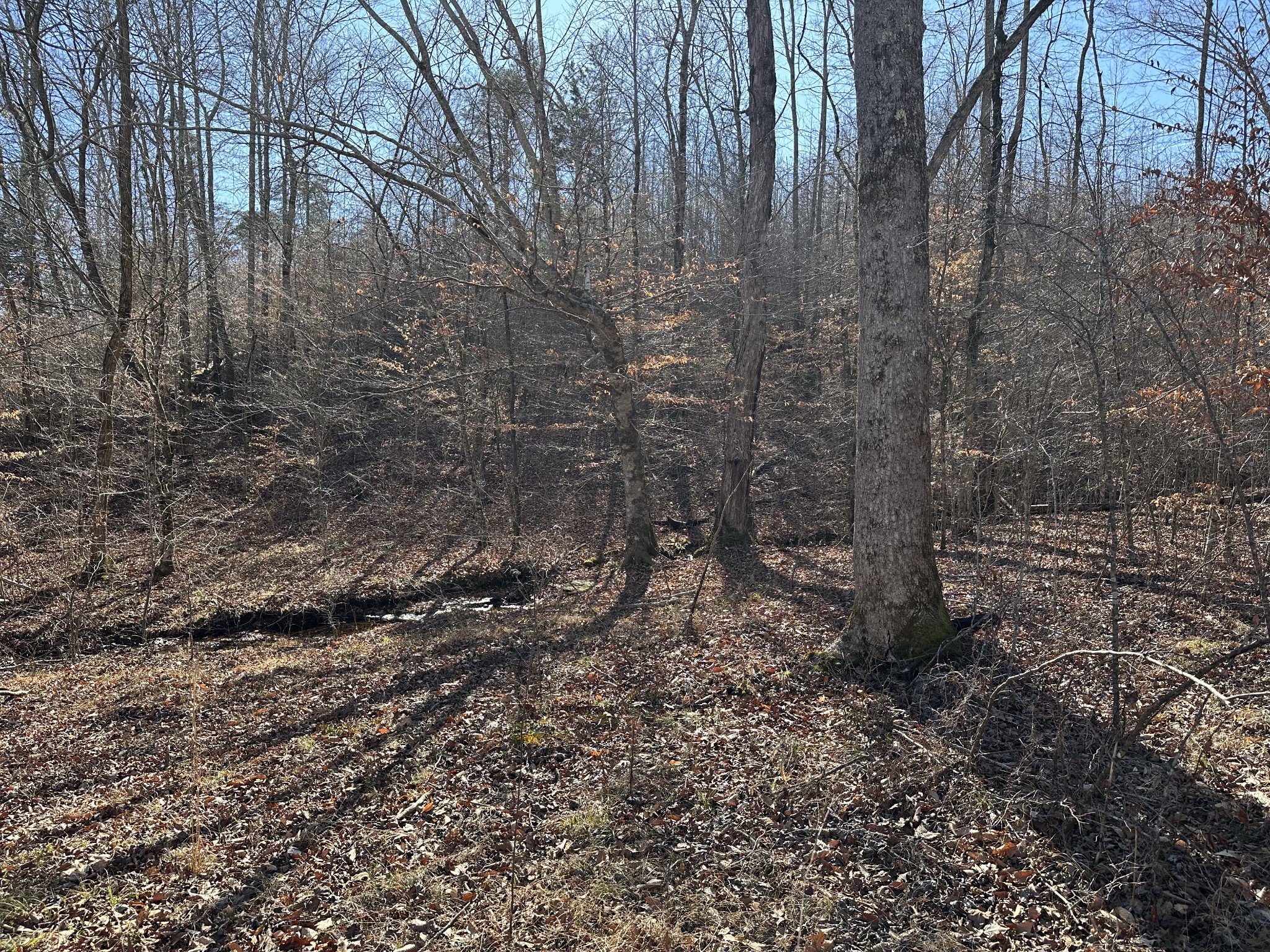 0 Rack Clayton Road Hohenwald, TN 38462 - Photo 11 of 26