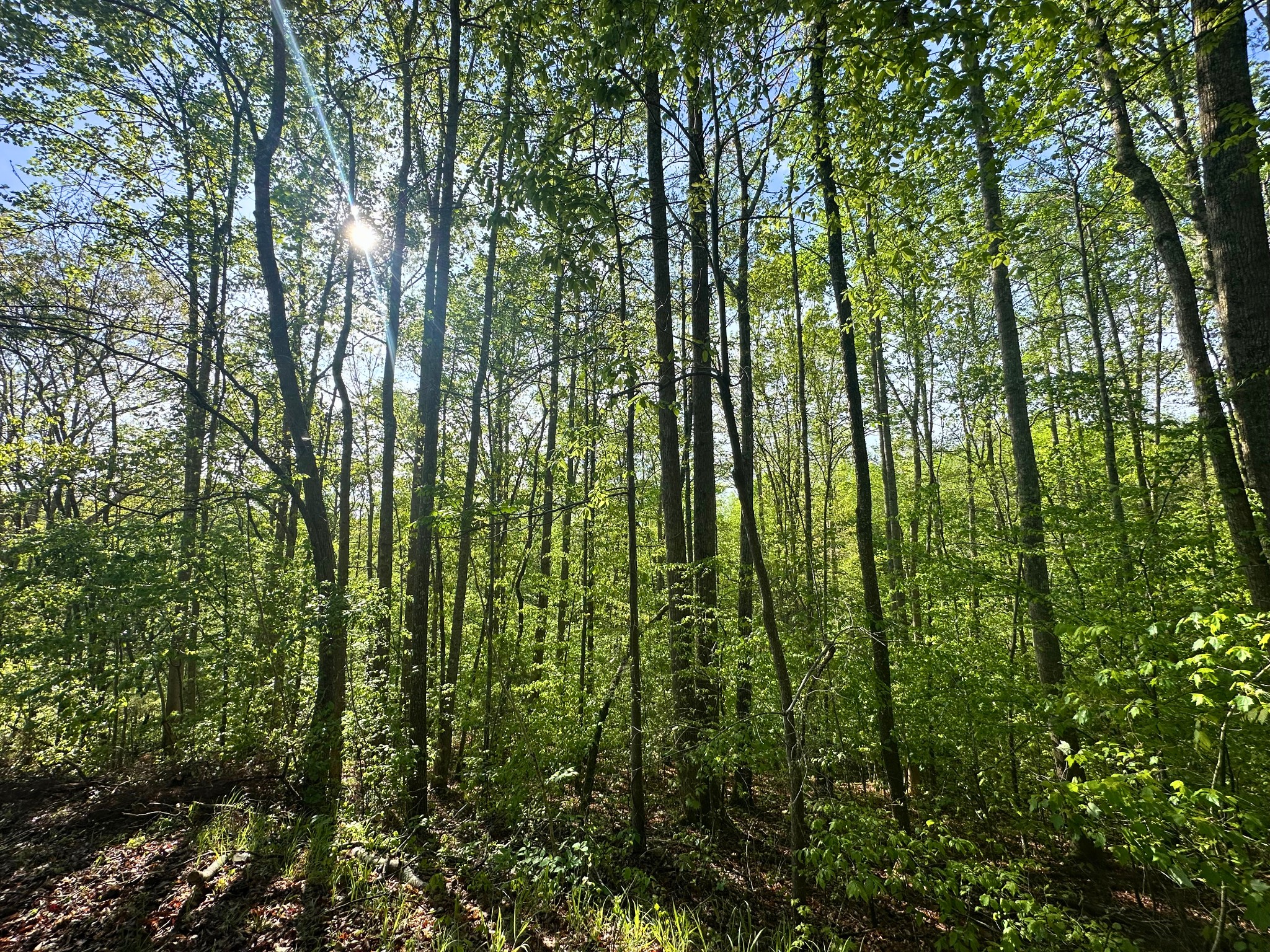 0 Rack Clayton Road Hohenwald, TN 38462 - Photo 13 of 40 Gallery Image 13