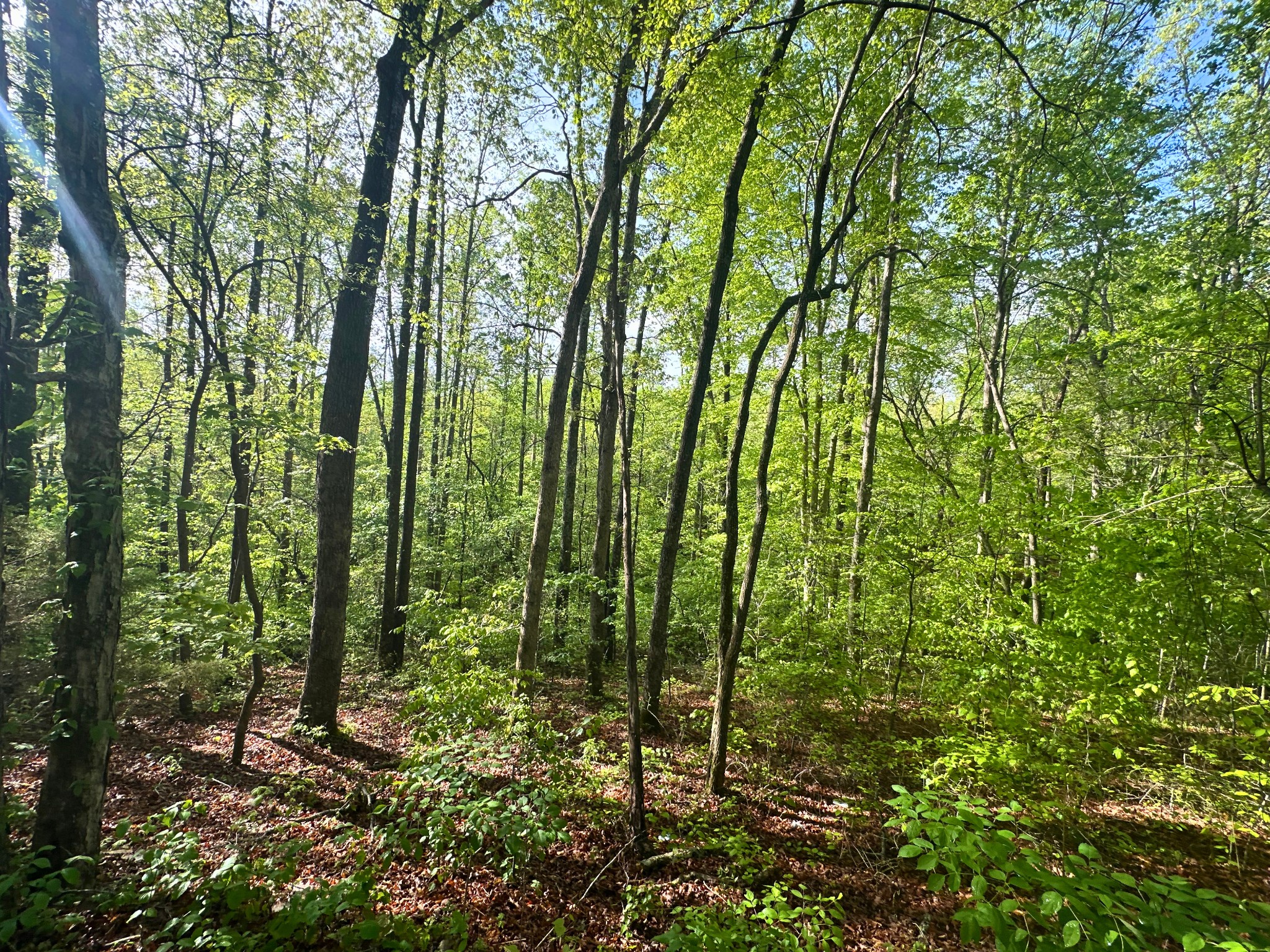 0 Rack Clayton Road Hohenwald, TN 38462 - Photo 14 of 40 Gallery Image 14